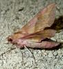Deilephila porcellus